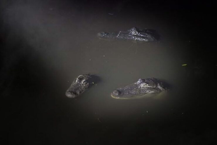 Orlando: Gatorland Flashlight Tour at Night - Booking Information