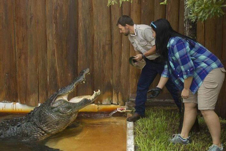 Orlando: Gatorland Interactive Tour With Animal Trainer - Activity Details