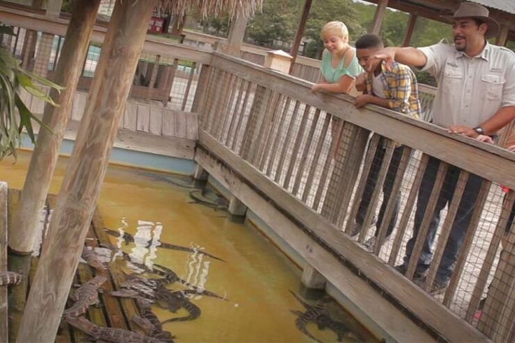 Orlando: Gatorland Interactive Tour With Animal Trainer - Experience Highlights