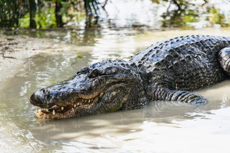 Orlando: Gatorland Skip-the-Line Ticket - Good To Know