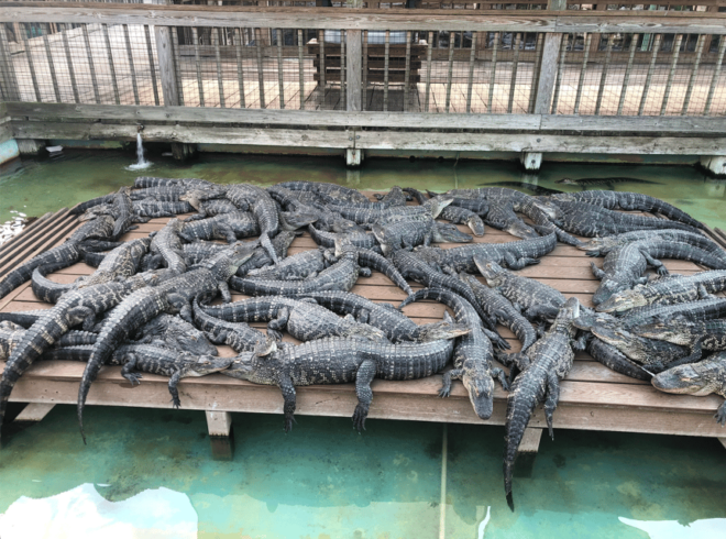 Orlando: Gatorland Zipline Adventure W/ Full-Day Park Access - Customer Reviews