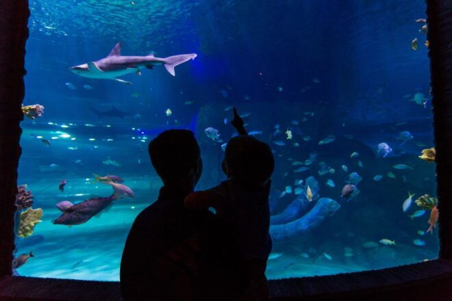 Orlando: Go City All-Inclusive Pass With 15 Attractions - Popular Attractions Like Kennedy Space Center