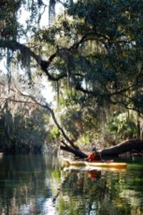 Orlando: Kayaking Tour With Manatee Encounter - Good To Know