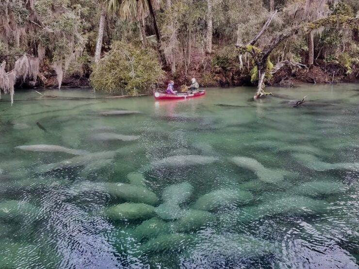 Orlando: Kayaking Tour With Manatee Encounter - Booking and Cancellation