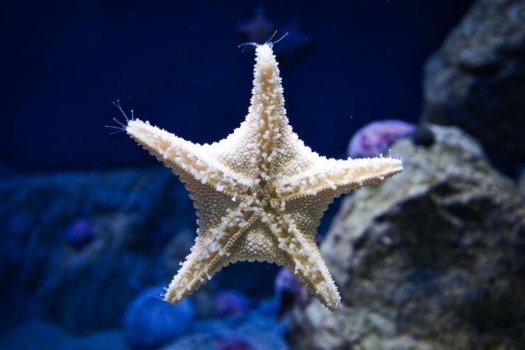Orlando: Madame Tussauds and SEA LIFE Aquarium Combo Ticket - Experience Highlights