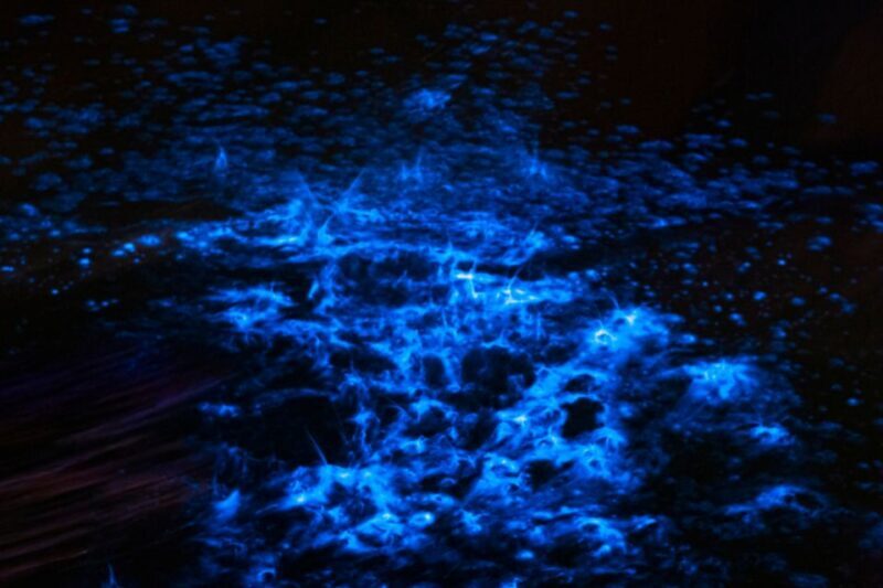 Orlando: Magic After Dark Bioluminescence Kayak Tour - FAQ