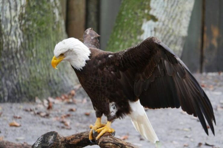 Orlando: Manatee Encounter, Snorkeling, and Airboat Ride - Customer Reviews