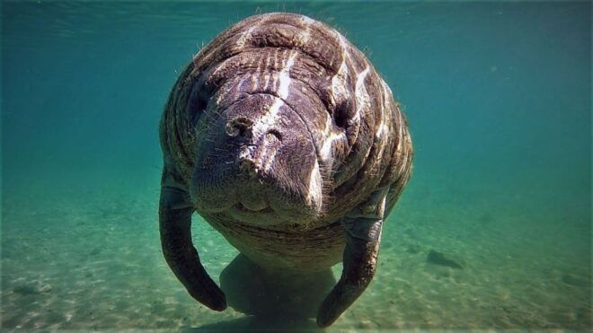 Orlando: Manatee Encounter, Snorkeling, and Airboat Ride - Background
