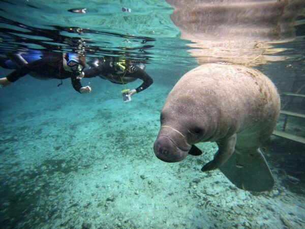 Orlando: Manatee Encounter, Snorkeling, and Airboat Ride - Common Questions