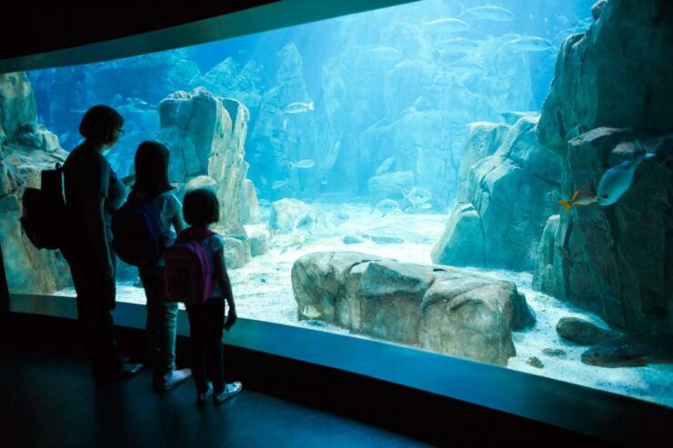 Orlando: SEA LIFE Orlando Aquarium - Experience Highlights