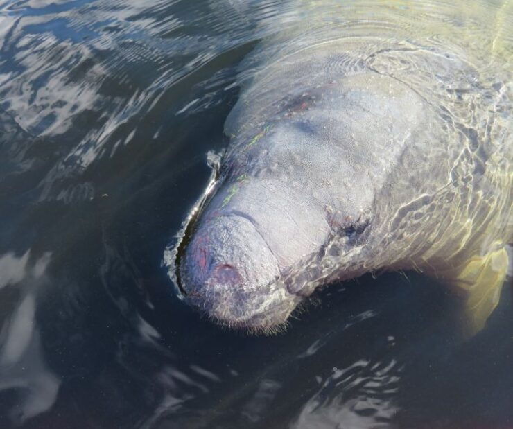 Orlando: Small Group Manatee Discovery Kayak Tour - Tour Details