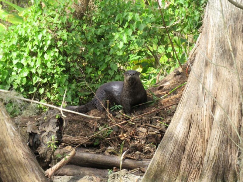 Orlando: Small Group Rock Springs Run Kayak Tour - FAQ