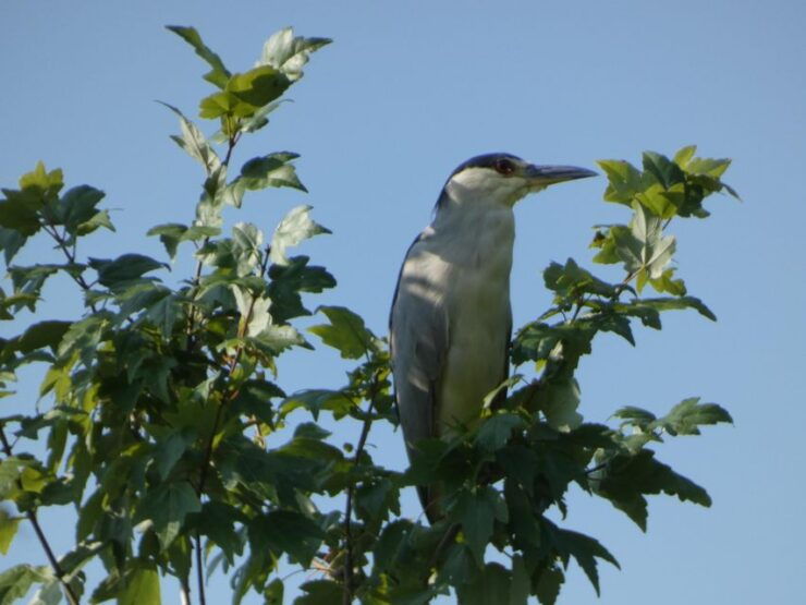 Orlando: Small Group Scenic Wekiva River Kayak Tour - Good To Know