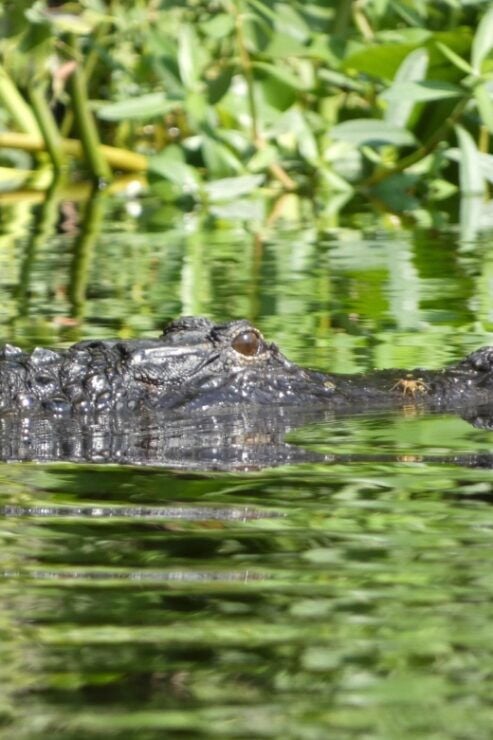 Orlando: Small Group Scenic Wekiva River Kayak Tour - Booking Information