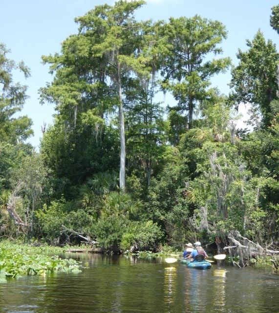 Orlando: Small Group Scenic Wekiva River Kayak Tour - Experience Description