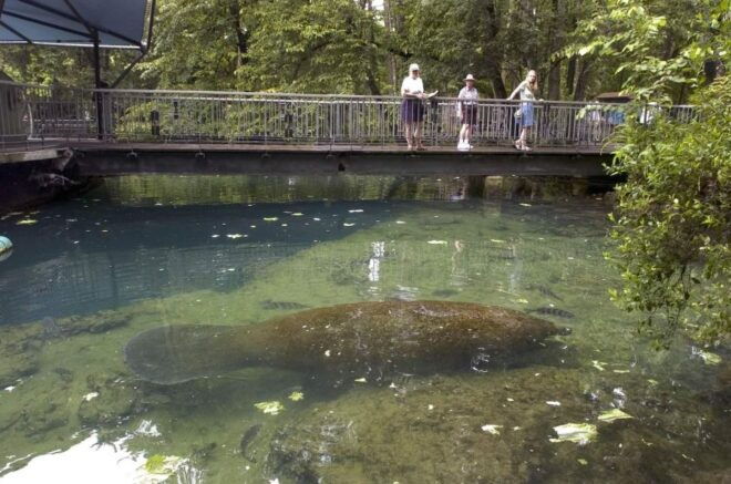 Orlando: Swim With Manatees and Homosassa State Park Visit - Tour Details