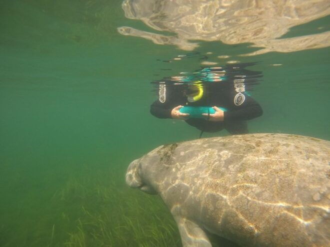 Orlando: Swim With Manatees and Homosassa State Park Visit - Reservation and Payment