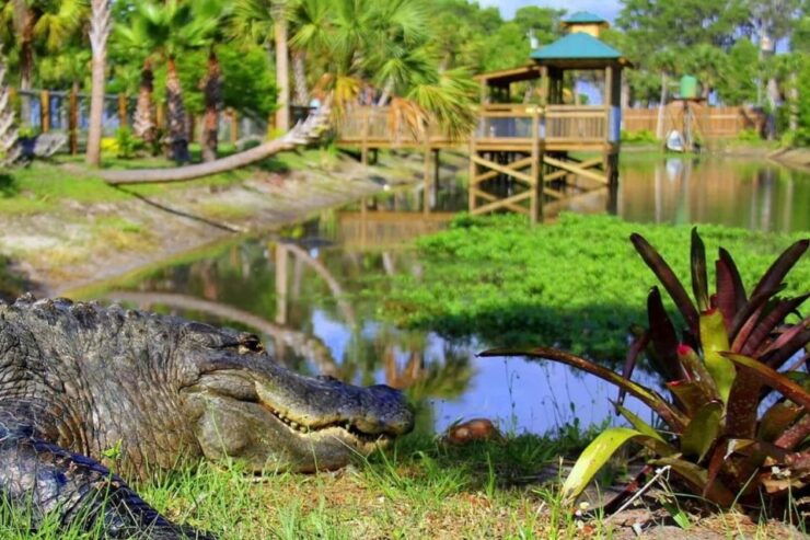 Orlando: Wild Florida Airboats & Gator Park Experience - Experience Highlights