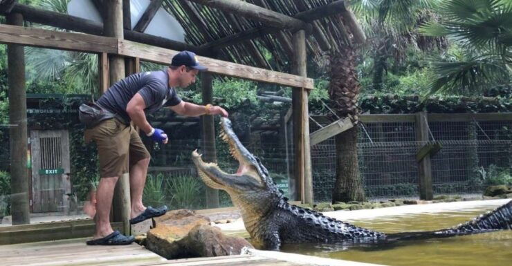 Orlando: Wild Florida Park, Gator Show & Animal Encounters - Experience Highlights