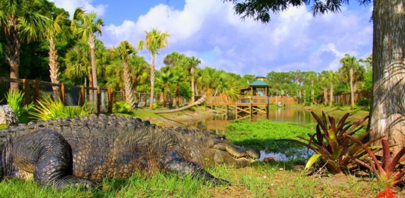Orlando: Wild Florida Park Ticket and Gator Shows - Good To Know