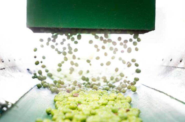 Oro Bailén: Explore the Olive Oil Mill + Tasting - Insights Into Olive Oil Production