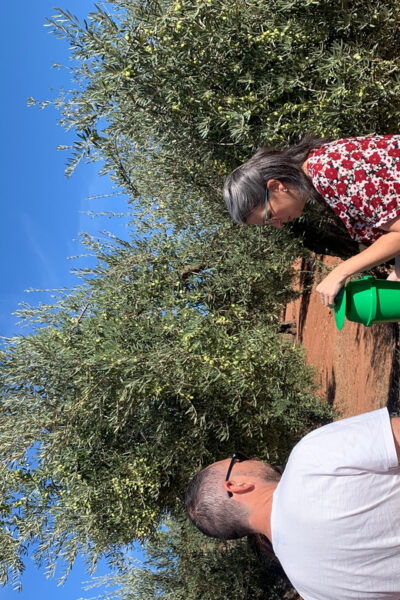 Oro Bailén: Explore the Olive Oil Mill + Tasting - Exploring the Olive Oil Mill