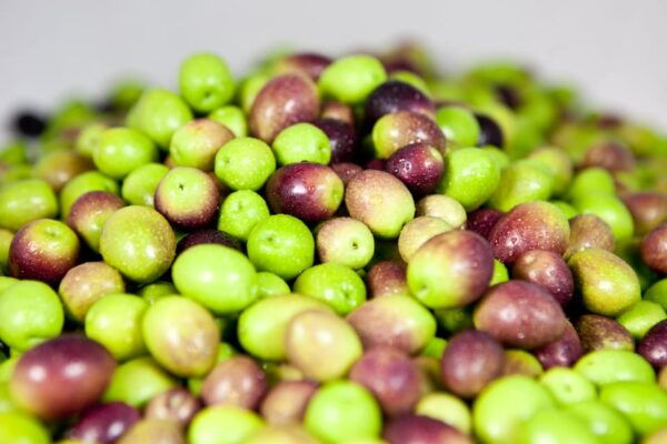 Oro Bailén: Explore the Olive Oil Mill + Tasting - Discovering the Culture of Olive Oil