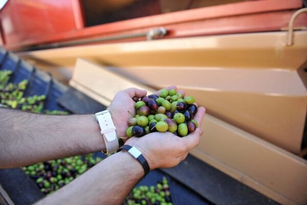 Oro Bailén: Explore the Olive Oil Mill + Tasting - Enhancing Olive Oil Tourism
