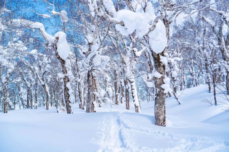 Orofure Pass Beginner Snowshoeing Tour - Final Thoughts