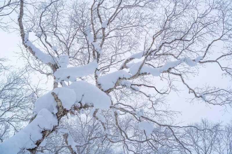 Orofure Pass Half-day Snowshoeing Tour - Final Thoughts: Is It Right for You?