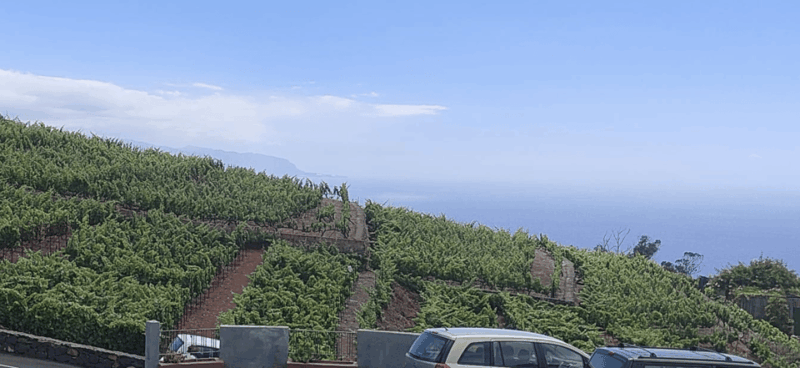 Orotava Valley: Wine as a Product of Heroes - Good To Know