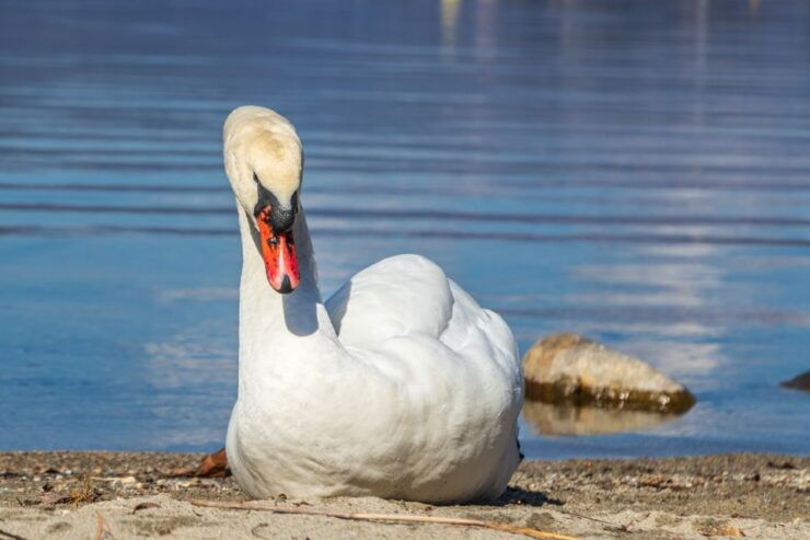 Orta Lake: Boat Tour and Relax on the Beach - Activity Details