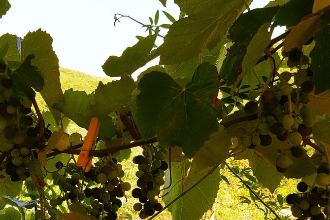 Orvieto Wine Tasting Tour by E-Bike - Tour Overview