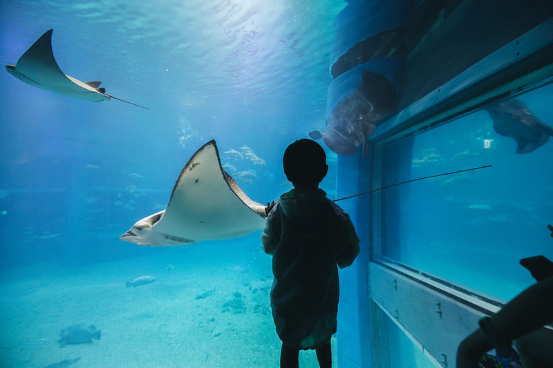 Osaka Aquarium Kaiyukan Ticket - Following the Pacific from forest to sea
