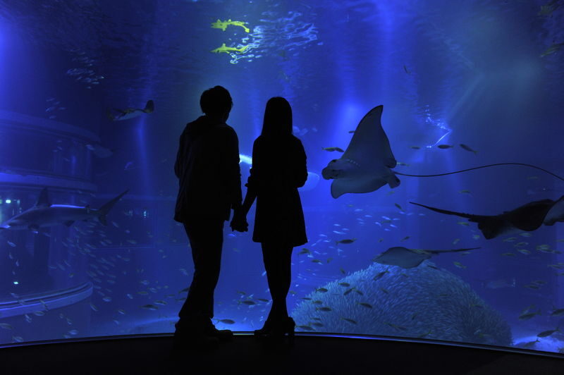 Osaka Aquarium Kaiyukan Ticket - Should you book this Kaiyukan ticket?