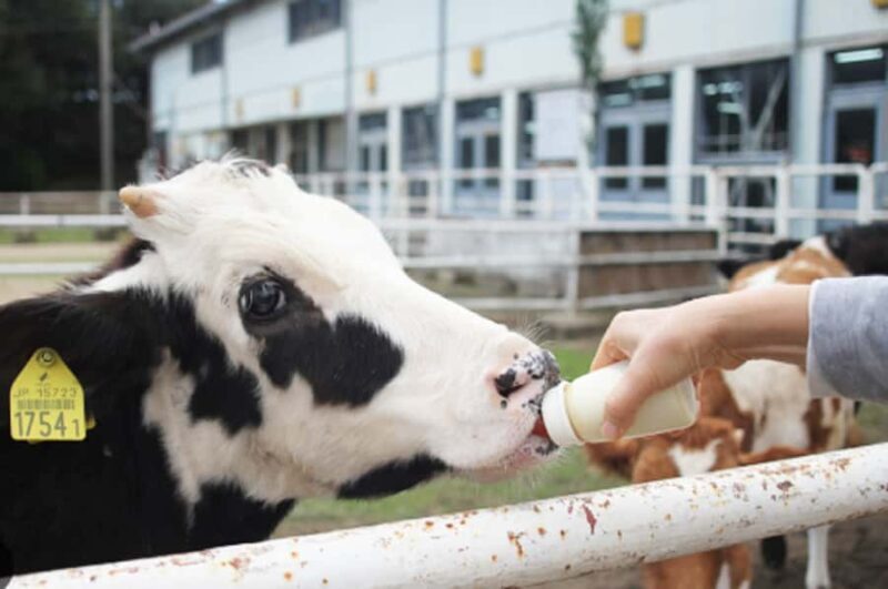 Osaka: Awaji Island One-Day - Discovering the Naruto Strait: Uzu no Oka Onaruto Bridge Memorial Museum