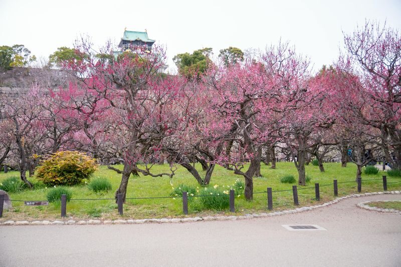 Osaka Castle 3 hours Historical Walking Tour - The main tower and museum: history, views, and stairs