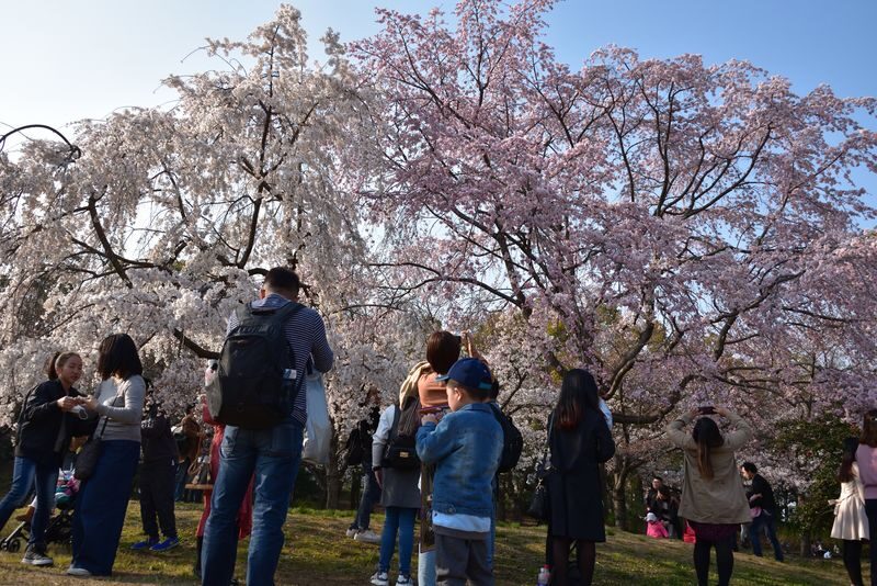 Osaka Castle 3 hours Historical Walking Tour - Hokoku Shrine and Toyotomi Hideyoshi
