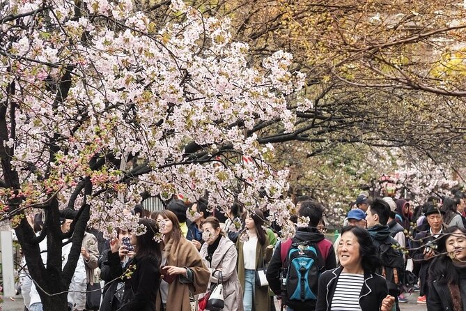 Osaka Cherry Blossom Tour With a Local: 100% Personalized Private - Tour Highlights