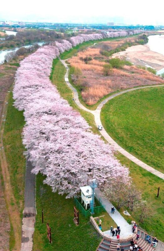 Osaka: Cherry Blossoms Tunnel & Uji day trip in small group - Osaka: Cherry Blossoms Tunnel & Uji Day Trip in Small Group – A Detailed Review