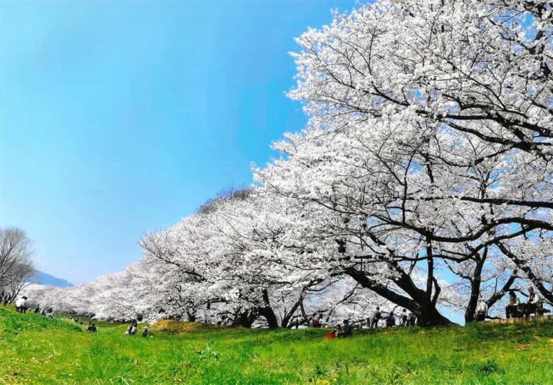 Osaka: Cherry Blossoms Tunnel & Uji day trip in small group - Good To Know