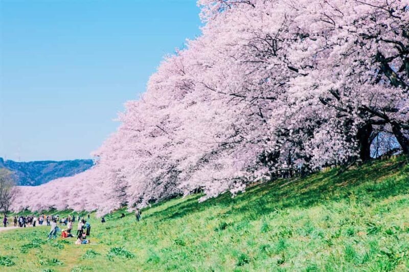 Osaka: Cherry Blossoms Tunnel & Uji day trip in small group - Transportation, Timing, and Value