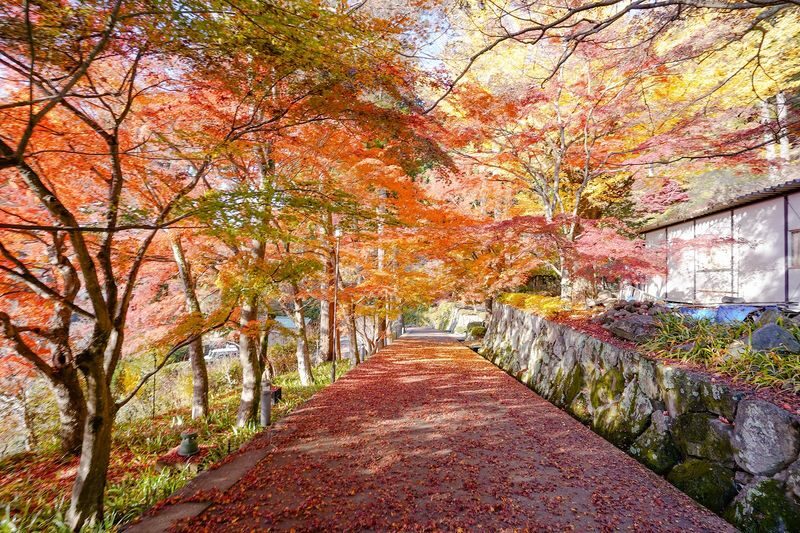 Osaka Day Tour: Katsuo-ji Daruma & Minoh Falls Walk - Who will get the most from this tour