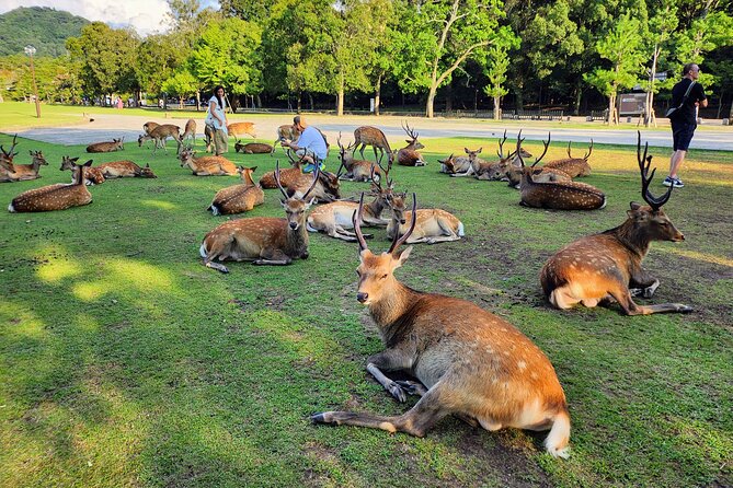 Osaka Department, Nara Small Group Full Day Tour - Customer Support