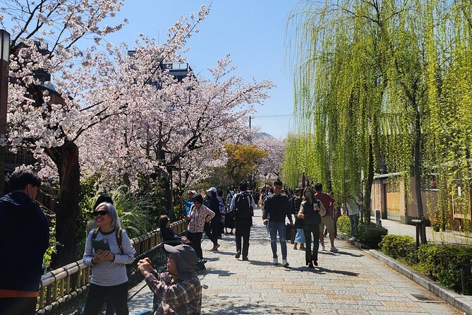 Osaka Departure 1 Day Kyoto Sakura Tour - What to Expect