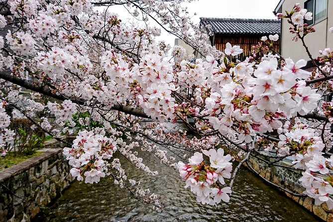 Osaka Departure 1 Day Kyoto Sakura Tour - Frequently Asked Questions