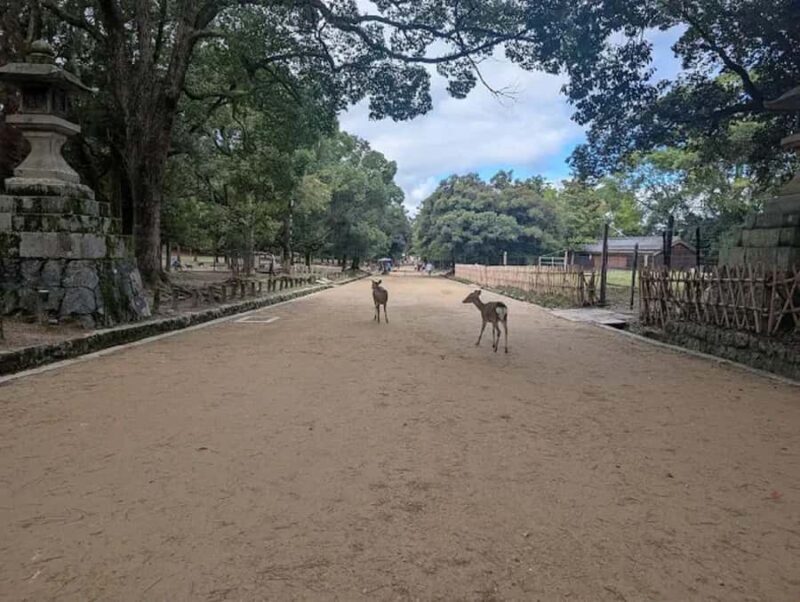 Osaka: Discovering Nara Timeless Grace Guided Tour - Cost and Value