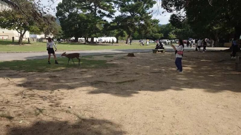 Osaka: Discovering Nara Timeless Grace Guided Tour - Cancellation and Flexibility