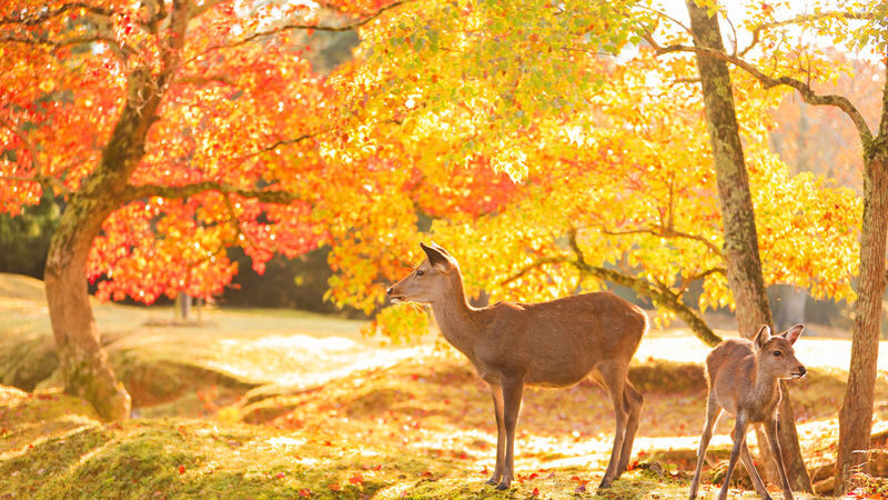 Osaka Full-Day Nara Park, Arima Onsen & Kobe Port Tour - Kobe Port: a final change of scene
