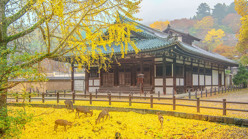 Osaka Full-Day Nara Park, Arima Onsen & Kobe Port Tour - Is $47.35 good value?